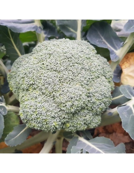 Semilla Brócoli Meraki F1 (híbrida) (otoño-iniverno) (1.000 semillas)