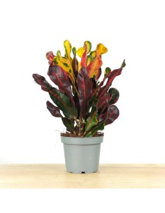 Croton Mammi (maceta 12 cm ø)