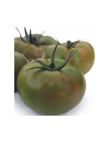 Semilla tomate Anairis F1 (híbrida) (1.000 semillas)