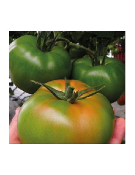 Semilla tomate Anairis F1 (híbrida) (1.000 semillas)