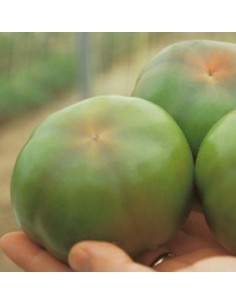 Semilla tomate Caramba F1 (híbrida) (1.000 semillas)