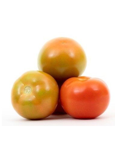 Semilla tomate Novero F1 (híbrida) (1.000 semillas)