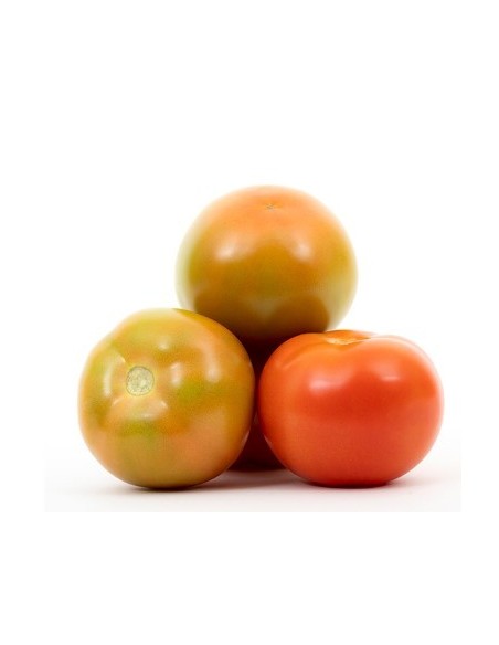 Semilla tomate Novero F1 (híbrida) (1.000 semillas)