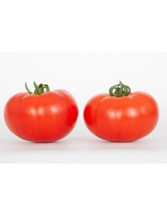 Semilla tomate Mazinger F1 (híbrida) (1.000 semillas)