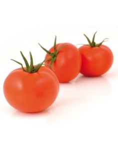 Semilla tomate Roque F1 (híbrida) (1.000 semillas)