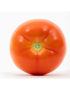 Semente de tomate DRTH2913 F1 (híbrida) (1.000 sementes)