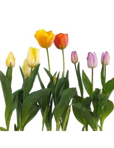 Tulipán (maceta 13 cm Ø) 2