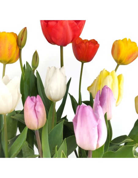 Tulipán