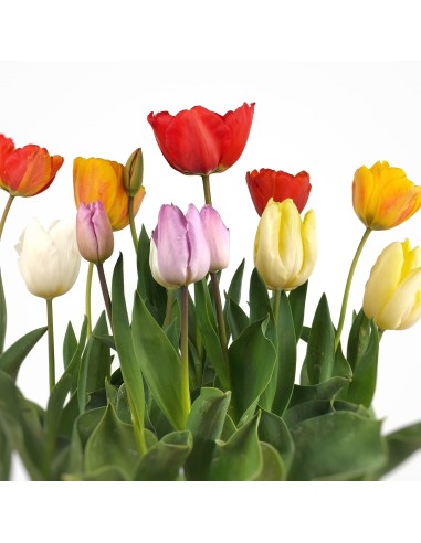 Tulipán