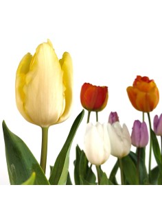 Tulipa  (test 13 cm Ø)