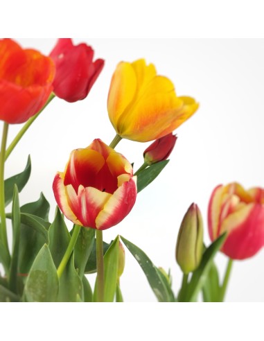 Tulipán
