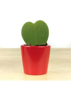 Hoya Kerrii o planta del corazon (maceta 7 cm ø)