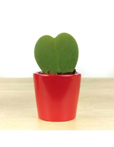Hoya Kerri o planta de l'amor (test 7 cm ø)