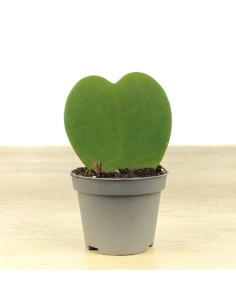 Hoya Kerri o planta de l'amor (test 7 cm ø) 2