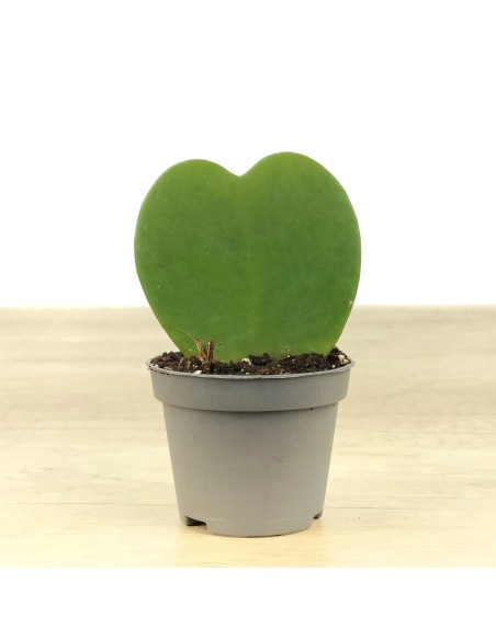 Hoya Kerrii o planta del corazon (maceta 7 cm ø)