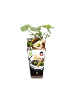 Planta de wasabi (maceta 11 cm ø)