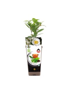 Planta de te (test 2 litres)