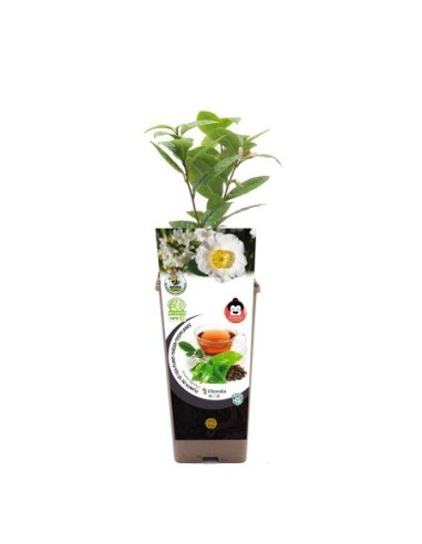 Planta de te (test 2 litres)