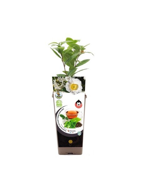 Planta de chá (vaso de 2 litros)