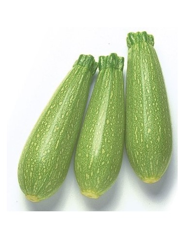 Semilla Calabacín Brillante F1 (híbrida) (1.000 semillas)