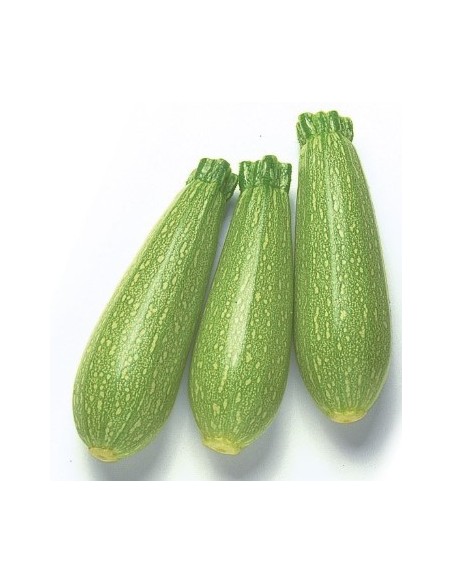 Semilla Calabacín Brillante F1 (híbrida) (1.000 semillas)