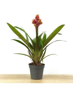 Guzmania Brush (maceta 13 cm ø)
