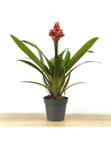 Guzmania Brush (maceta 13 cm ø)