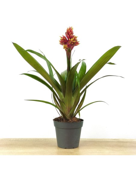 Guzmania Brush (maceta 13 cm ø)