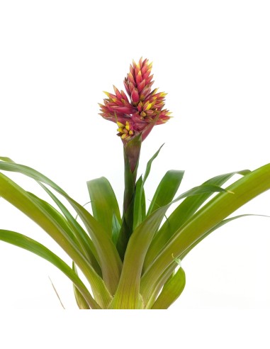 Guzmania Brush (maceta 13 cm ø)