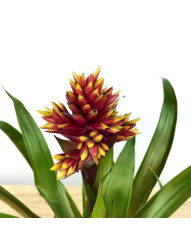 Guzmania Brush (maceta 13 cm ø)