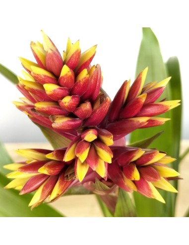 Guzmania Brush (maceta 13 cm ø)