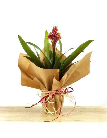 Guzmania Brush (maceta 13 cm ø)