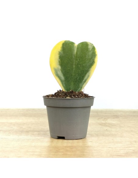 Hoya Kerrii nuancé (pot 6 cm ø)