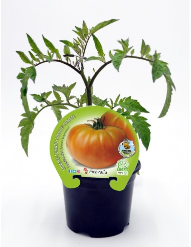 Plantel tomate muchamiel natural (maceta 10,5 cm Ø)