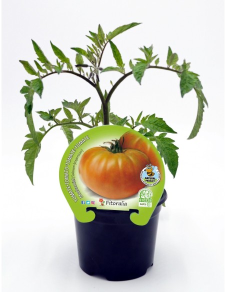 Plantel tomate muchamiel natural (maceta 10,5 cm Ø)