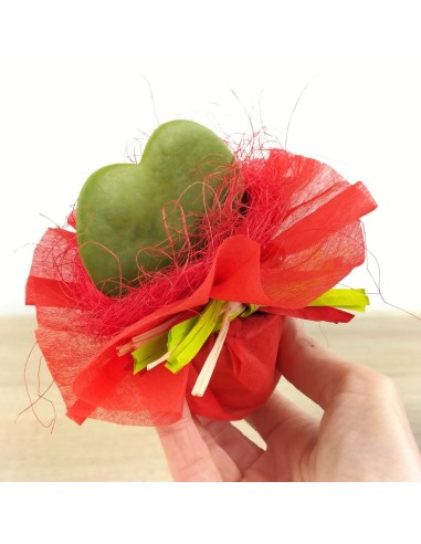 Hoya Kerri o planta de l'amor (test 7 cm ø)