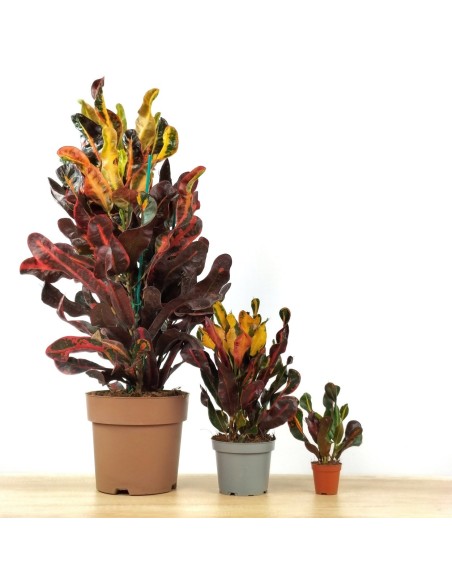 Croton Mammi (maceta 12 cm ø)