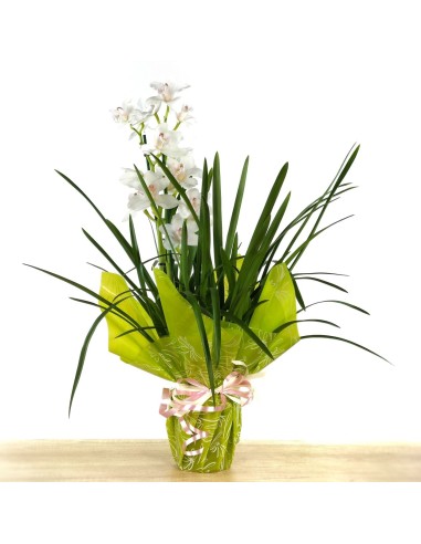 Orquídia Cymbidium