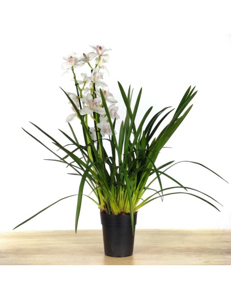 Orquídia Cymbidium 2 vares (test 19 cm ø)