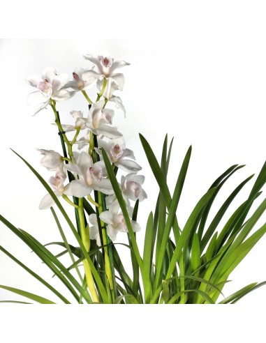 Orquídia Cymbidium