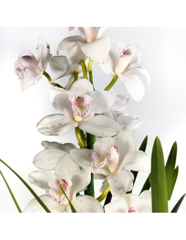 Orquídia Cymbidium 2 vares (test 19 cm ø)