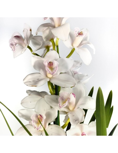 Orquídea Cymbidium