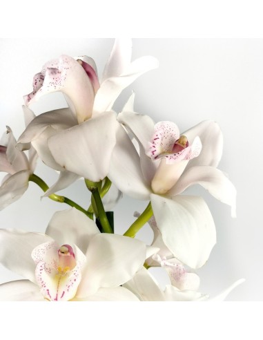 Orquídea Cymbidium