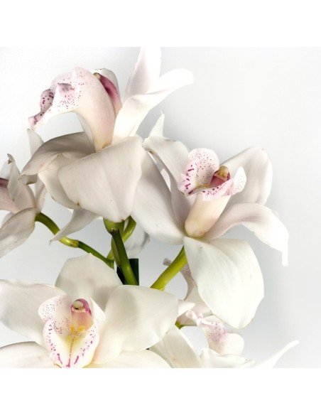 Orquídia Cymbidium