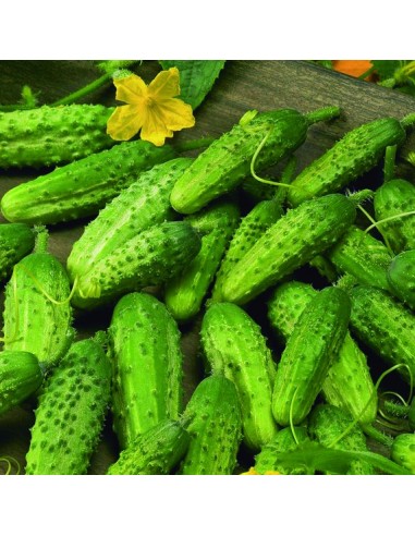 Graines de concombre Vert petit de Paris