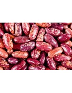 Semilla alubia Gernika (tradicional vasca)