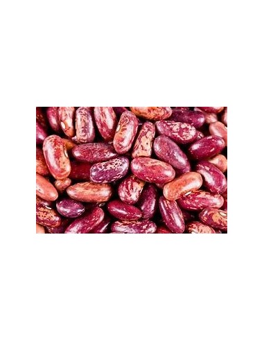 Graines de haricot Gernika (tradicionnel basque)