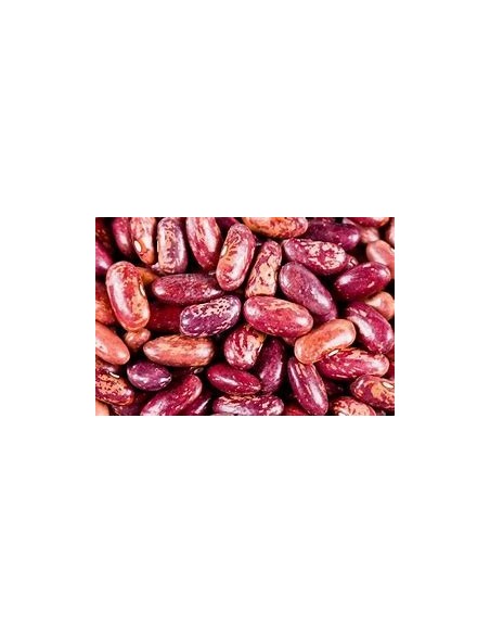 Semente de feijão Gernika (tradicional basco)