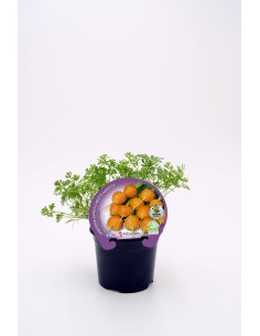 Planter pastanaga Paris natural (test 10,5 cm Ø)