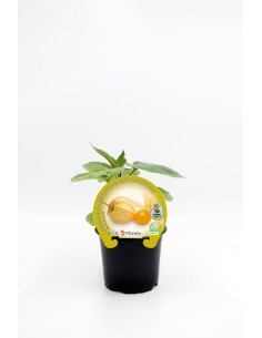 Planter Phisalis natural (test 10,5 cm Ø)